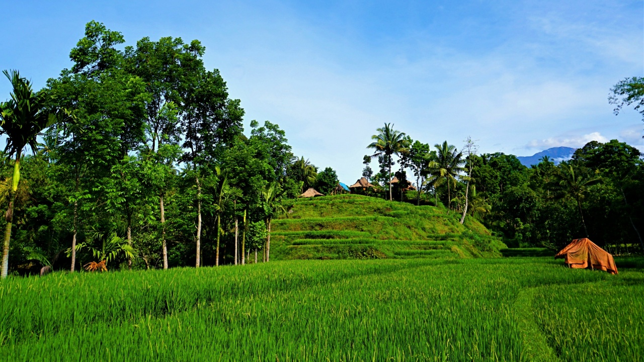 bungalow-rice paddy