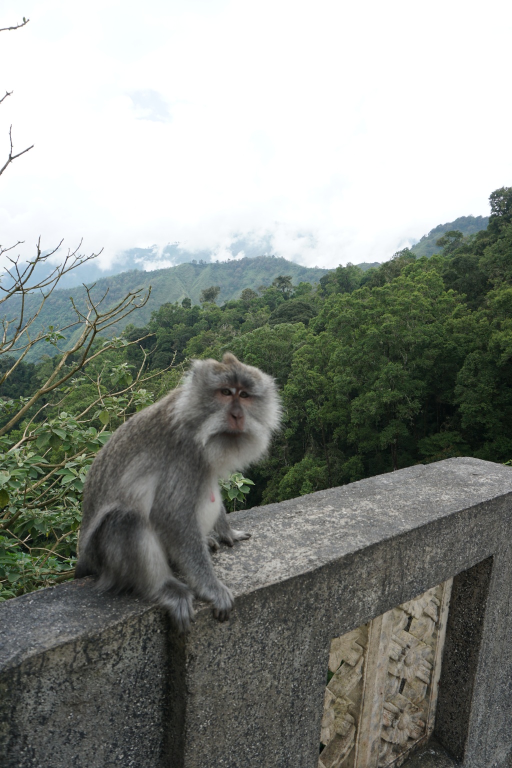 excursion-monkey-1