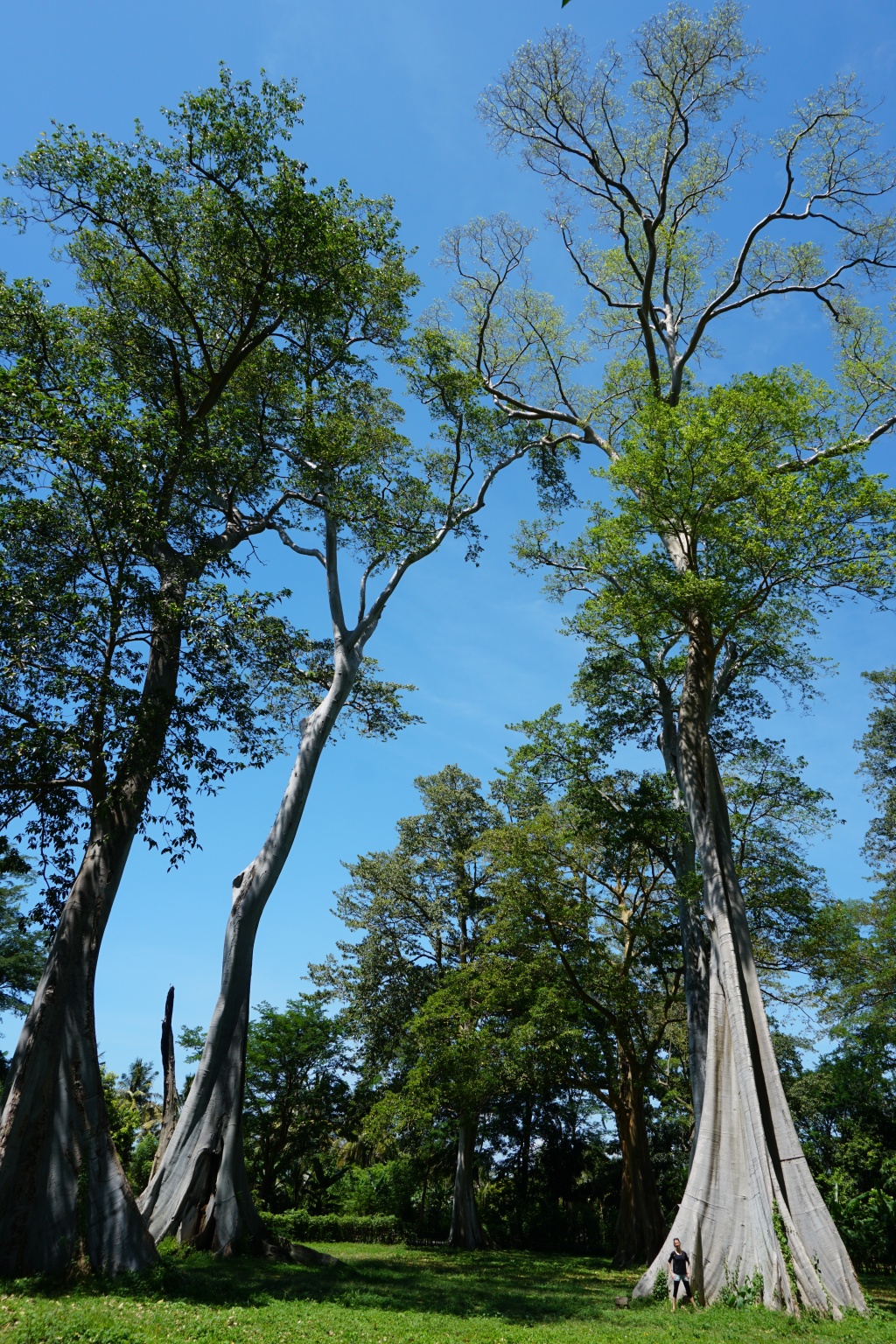 excursion-pohon-purba-lian