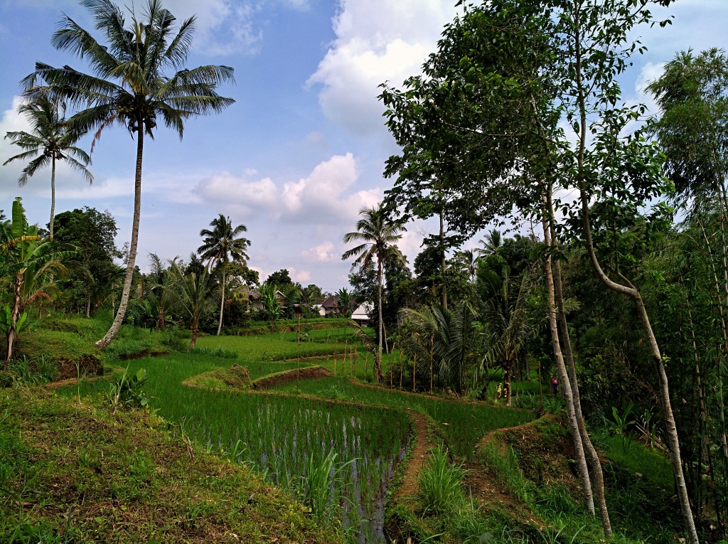excursion-rice-paddy-1