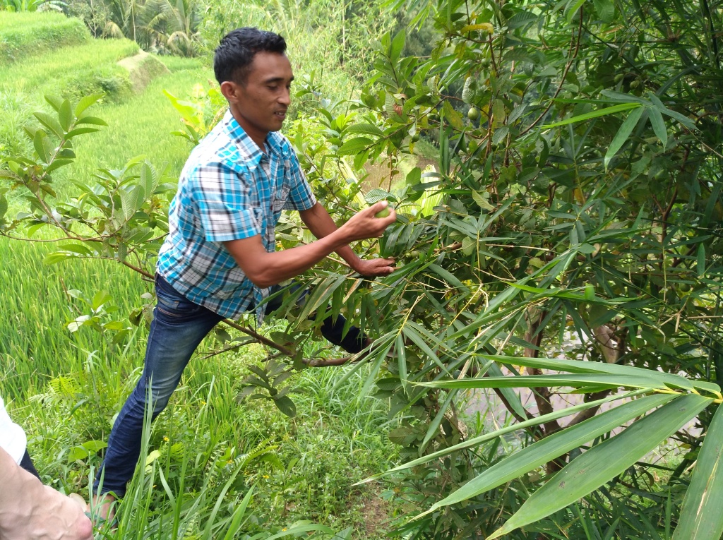 excursion-rice-paddy-2