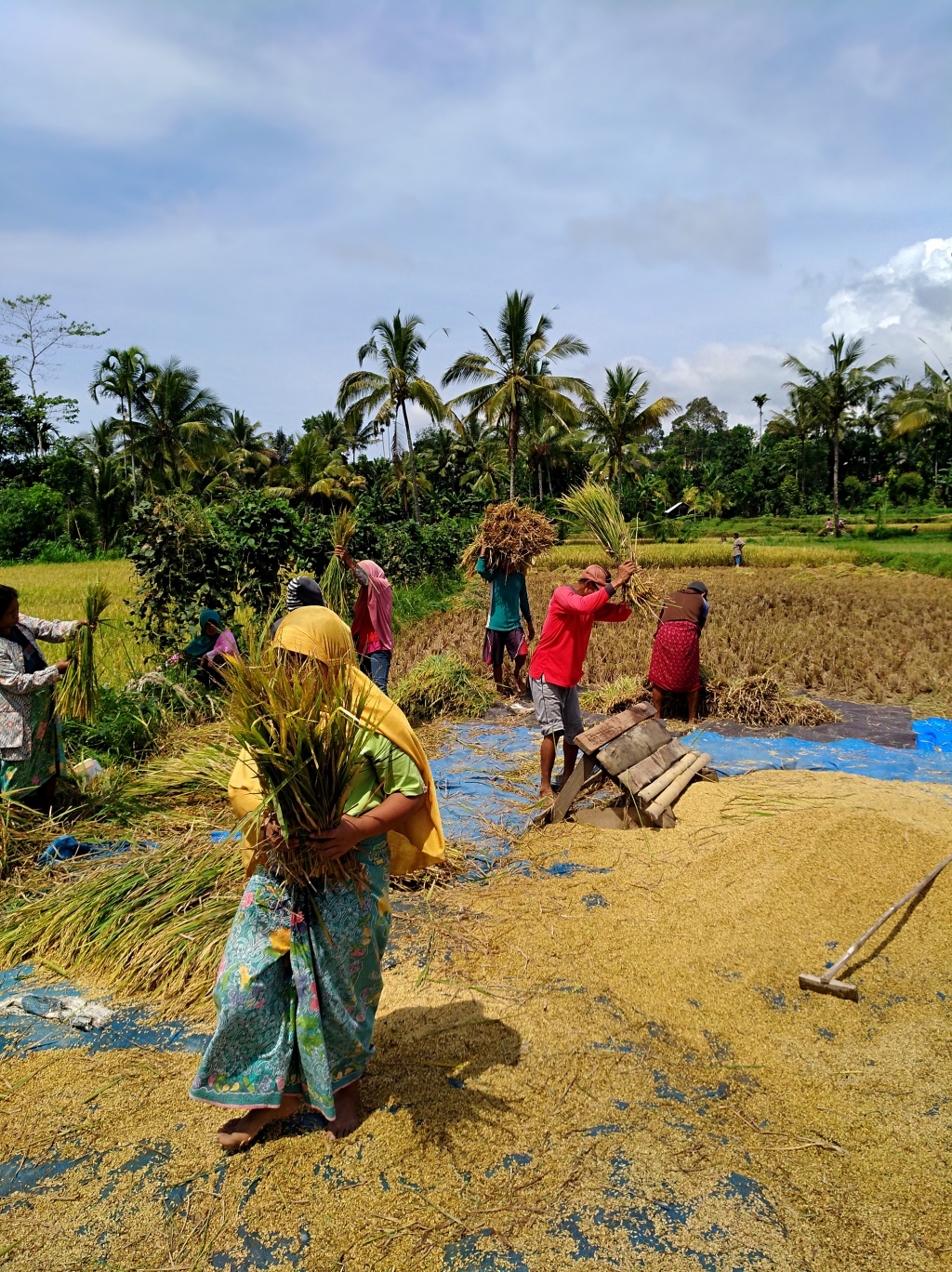 excursion-rice-paddy-4
